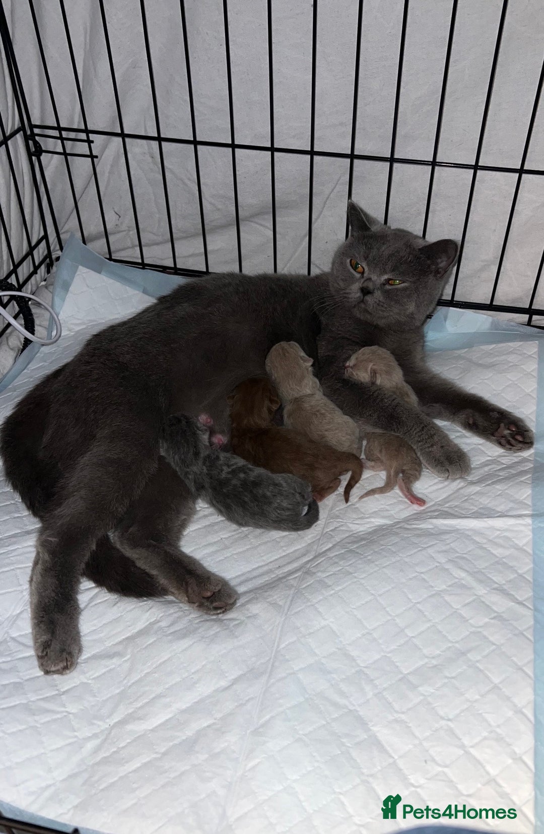 British Shorthair cats for sale: 14 Week Old Male British Shorthair - Image 6