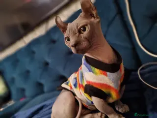 Sphynx cats Dwelf sphynx aka bully sphynx female - Advert 3