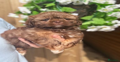 Shih Tzu dogs - Advert 3