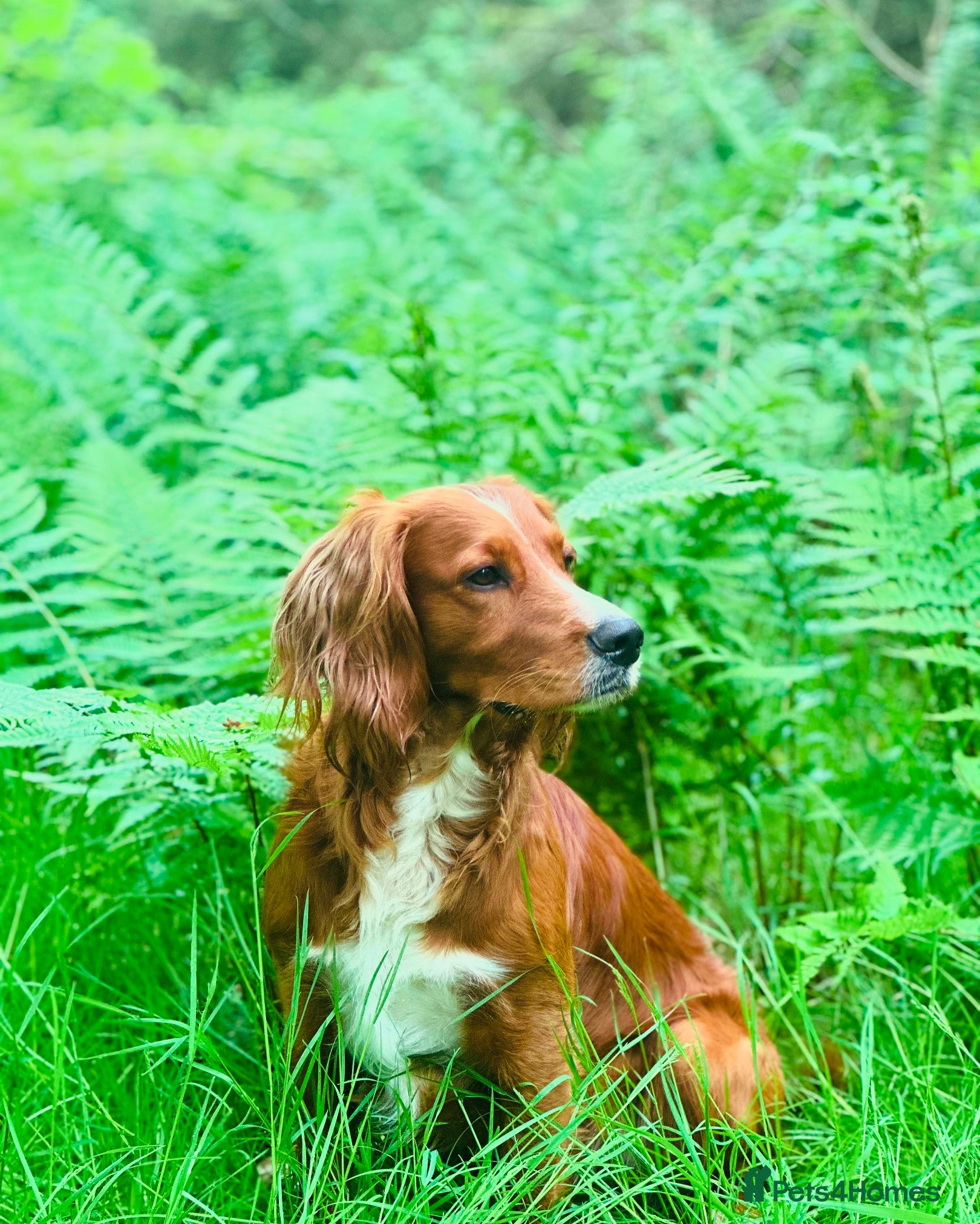 Cocker Spaniel dogs K.C Deep Red Working Cocker Proven Stud in Cramlington - Advert 5