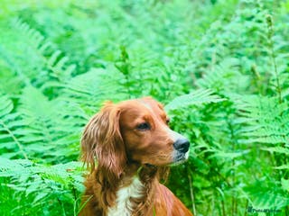 Cocker Spaniel dogs K.C Deep Red Working Cocker Proven Stud in Cramlington - Advert 22