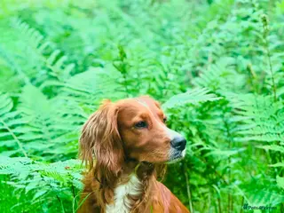 Cocker Spaniel dogs K.C Deep Red Working Cocker Proven Stud in Cramlington - Advert 18