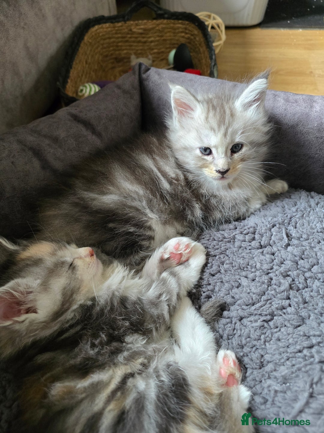 Maine Coon cats for sale: TICA Pedigree Maine Coon Kittens  - Image 22
