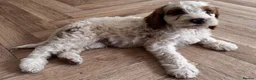 Australian Labradoodle dogs for sale: Multi-Gen Australian Labradoodle Puppies - Advert 15