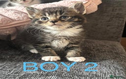 Domestic Shorthair cats for sale: Beautiful kittens  - Image 2