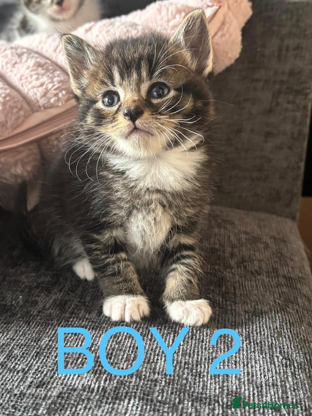 Domestic Shorthair cats for sale: Beautiful kittens  - Image 2
