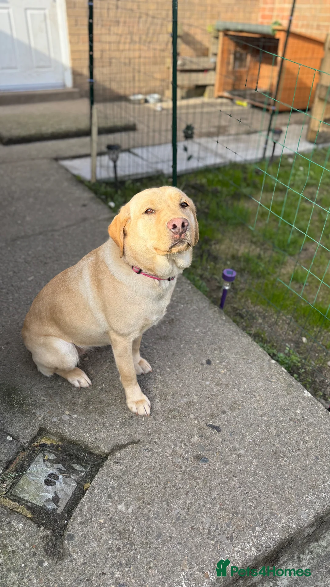 Labrador Retriever dogs for sale: Labrador Retriever  in Oswestry - Advert 1