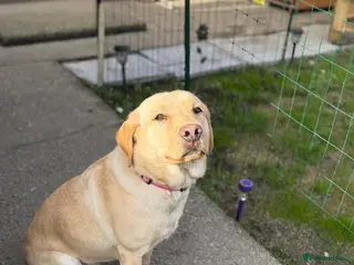 Labrador Retriever dogs Labrador Retriever - Advert 1