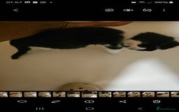 Mixed Breed cats for sale: Half spyhnx half calico  - Image 6