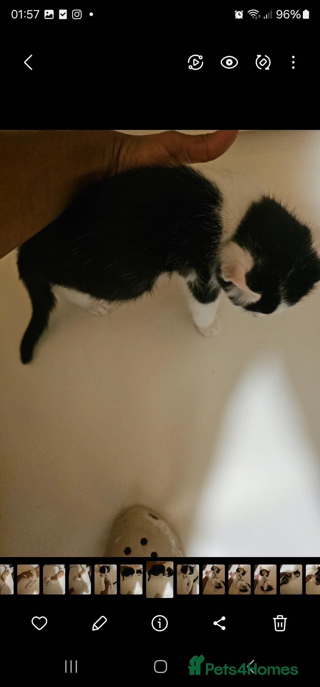 Mixed Breed cats for sale: Half spyhnx half calico  - Image 6