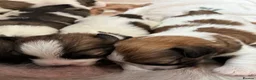 Mixed Breed dogs for sale: La chon  - Advert 19