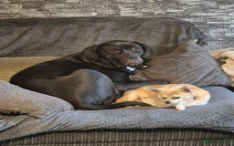 Mixed Breed dogs for sale: 1yr old female cane corso cross - Advert 2