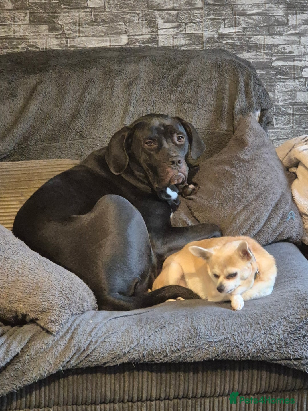 Mixed Breed dogs for sale: 1yr old female cane corso cross - Advert 2