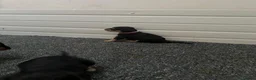 Airedale Terrier dogs for sale: Airedale Terrier Puppies in Cambridge - Advert 4