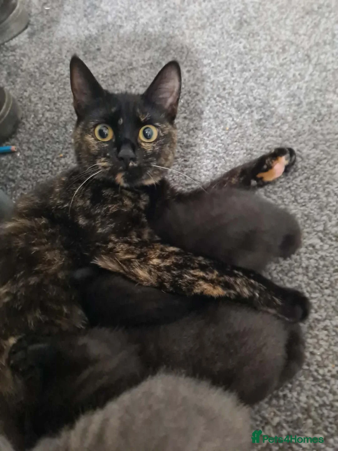 Mixed Breed cats for sale: Lovely kittens for 5* homes in Stafford - Advert 2