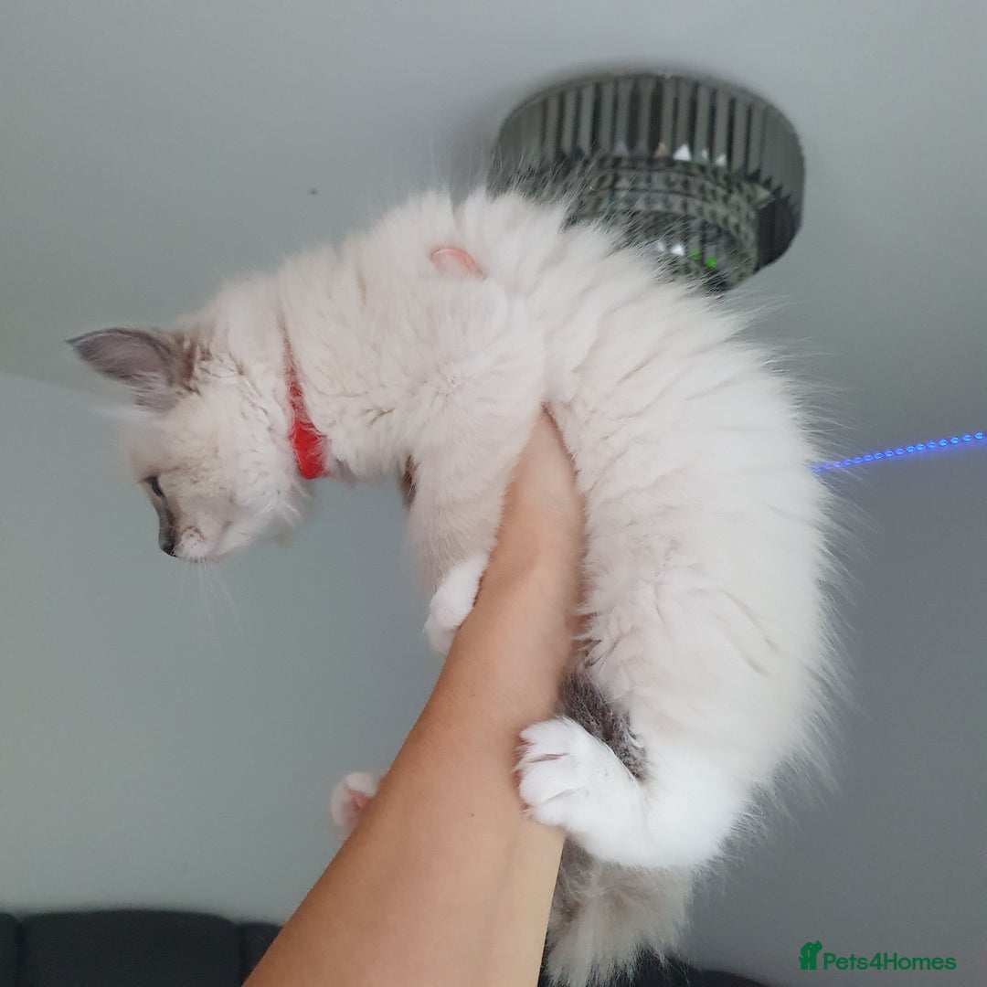 Ragdoll cats for sale: The cutest beautiful Ragdoll kittens! Ready :) - Image 8
