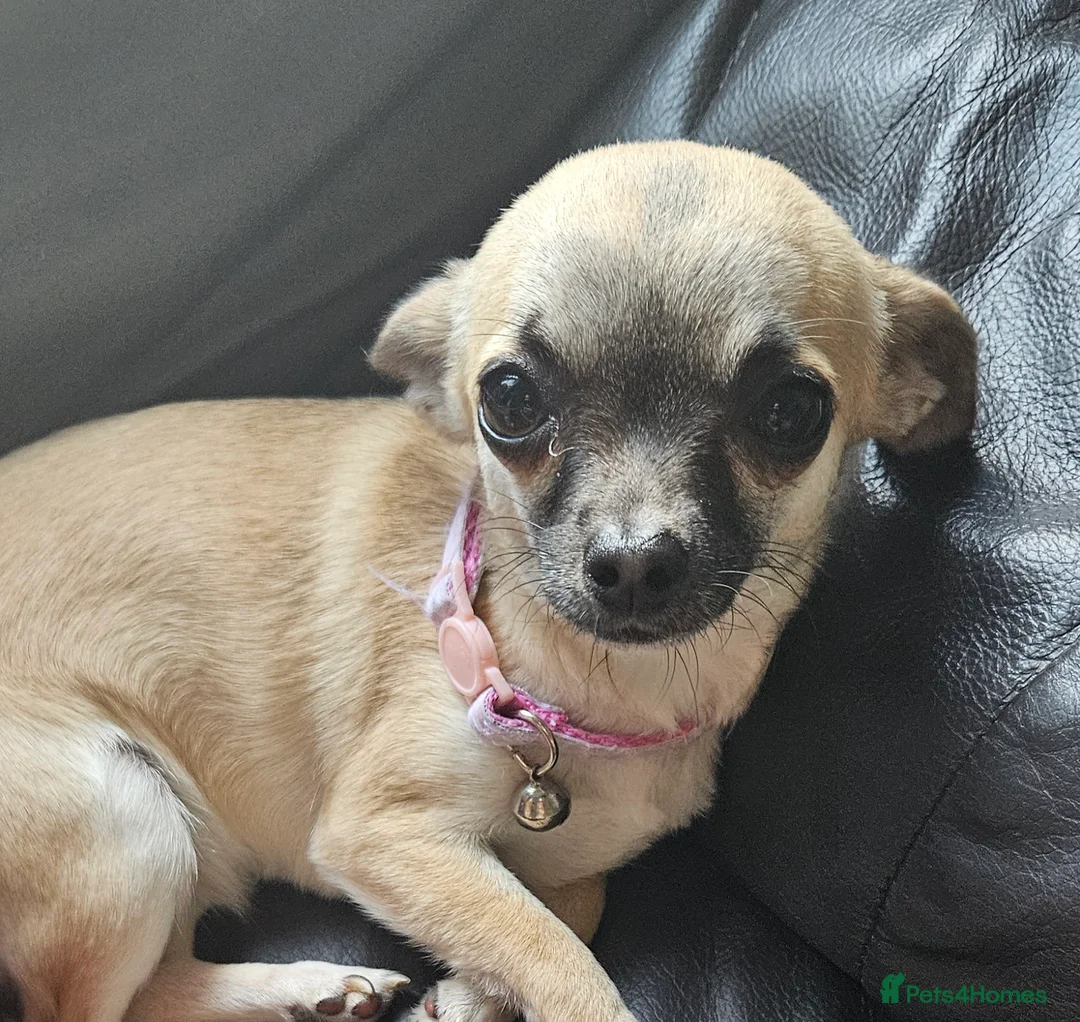 Chihuahua dogs for sale: Pandora. 1 years old. Lovely little lady in Newport - Advert 5