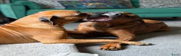 Rhodesian Ridgeback dogs for sale: Bred for beauty. Build and temperament. in Market Drayton - Advert 18