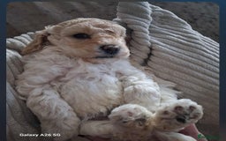 Cockapoo dogs for sale: Adorable F1B Cockapoo Puppies ready 6th November - Image 29