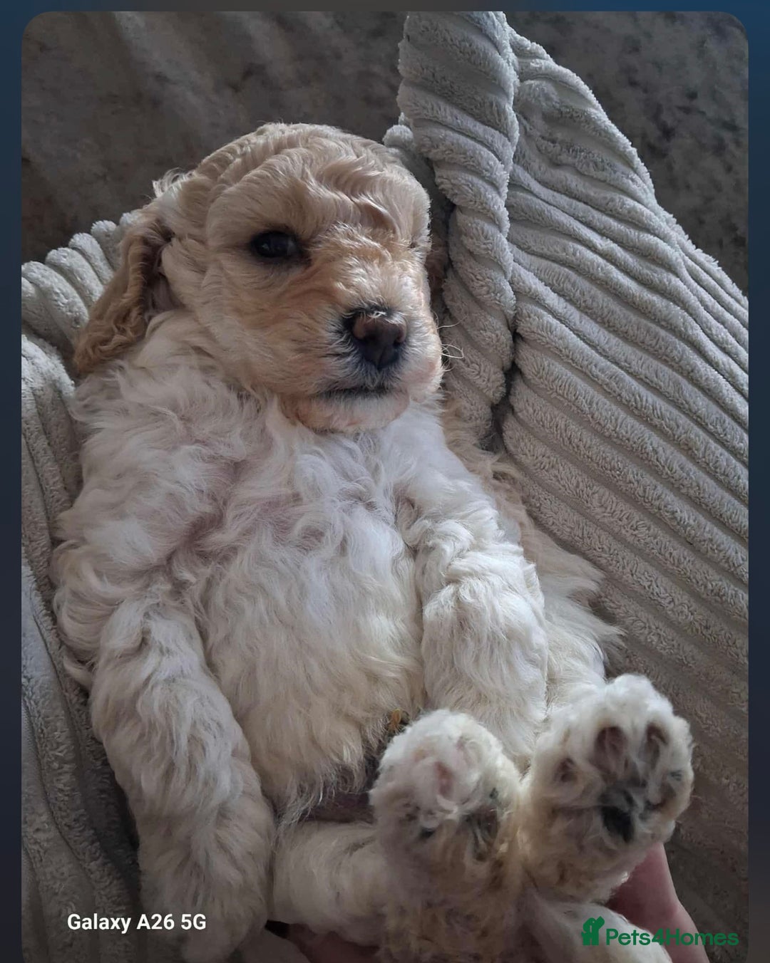 Cockapoo dogs for sale: Adorable F1B Cockapoo Puppies ready 6th November - Image 29