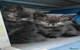 Domestic Shorthair cats for sale: 1 grey tabby and 3 black shorthair kittens in London - Image 8
