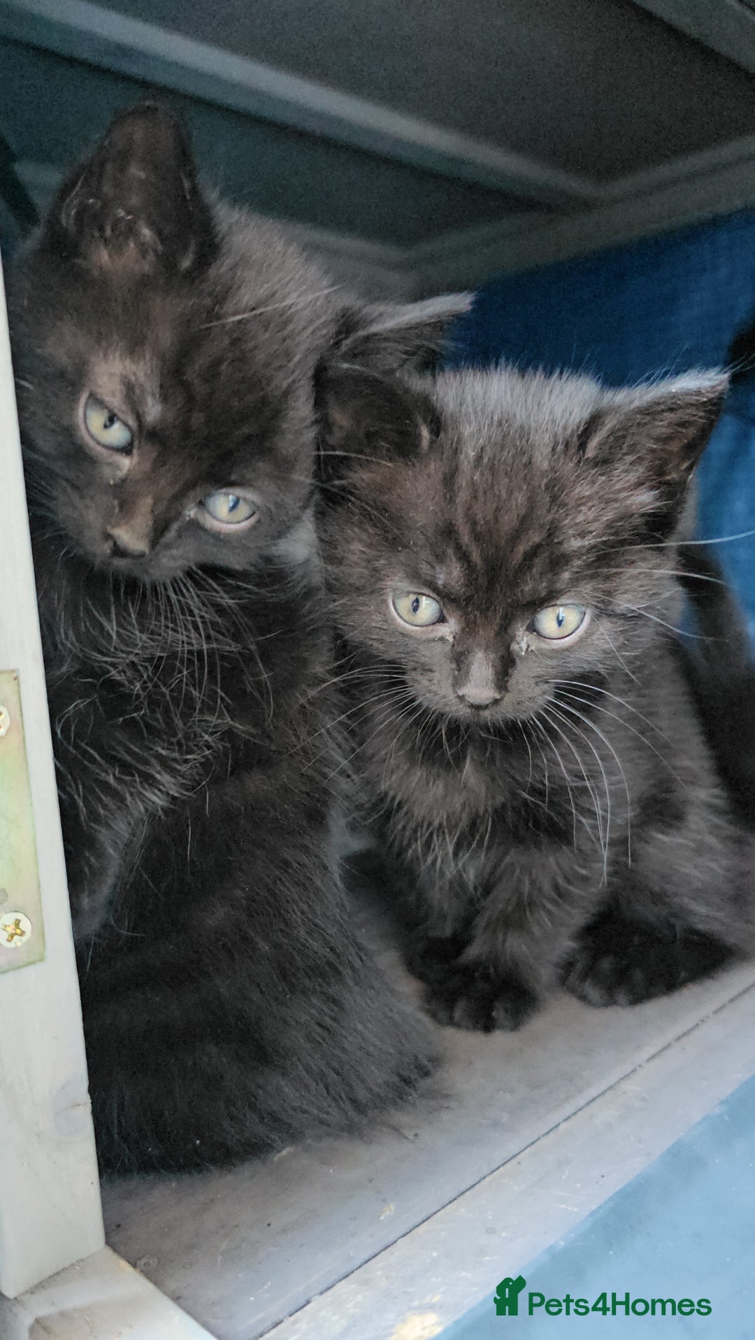 Domestic Shorthair cats for sale: 1 grey tabby and 3 black shorthair kittens in London - Image 8