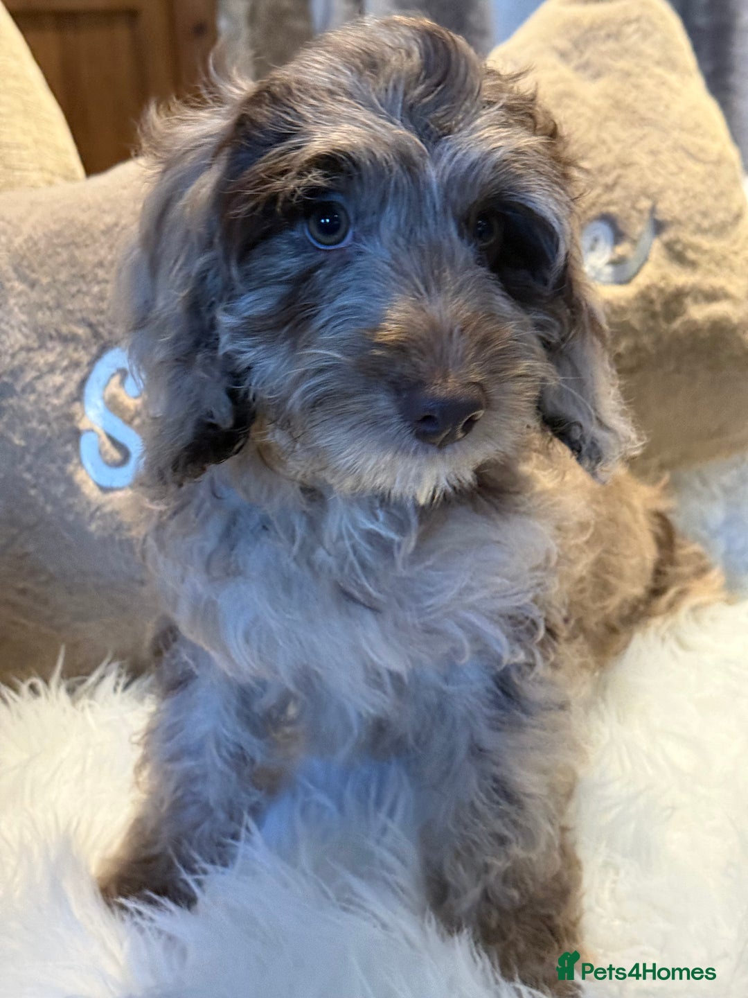 Cockapoo dogs for sale: Choc Merle F1 Cockapoo girl fully vaccinated  - Advert 2