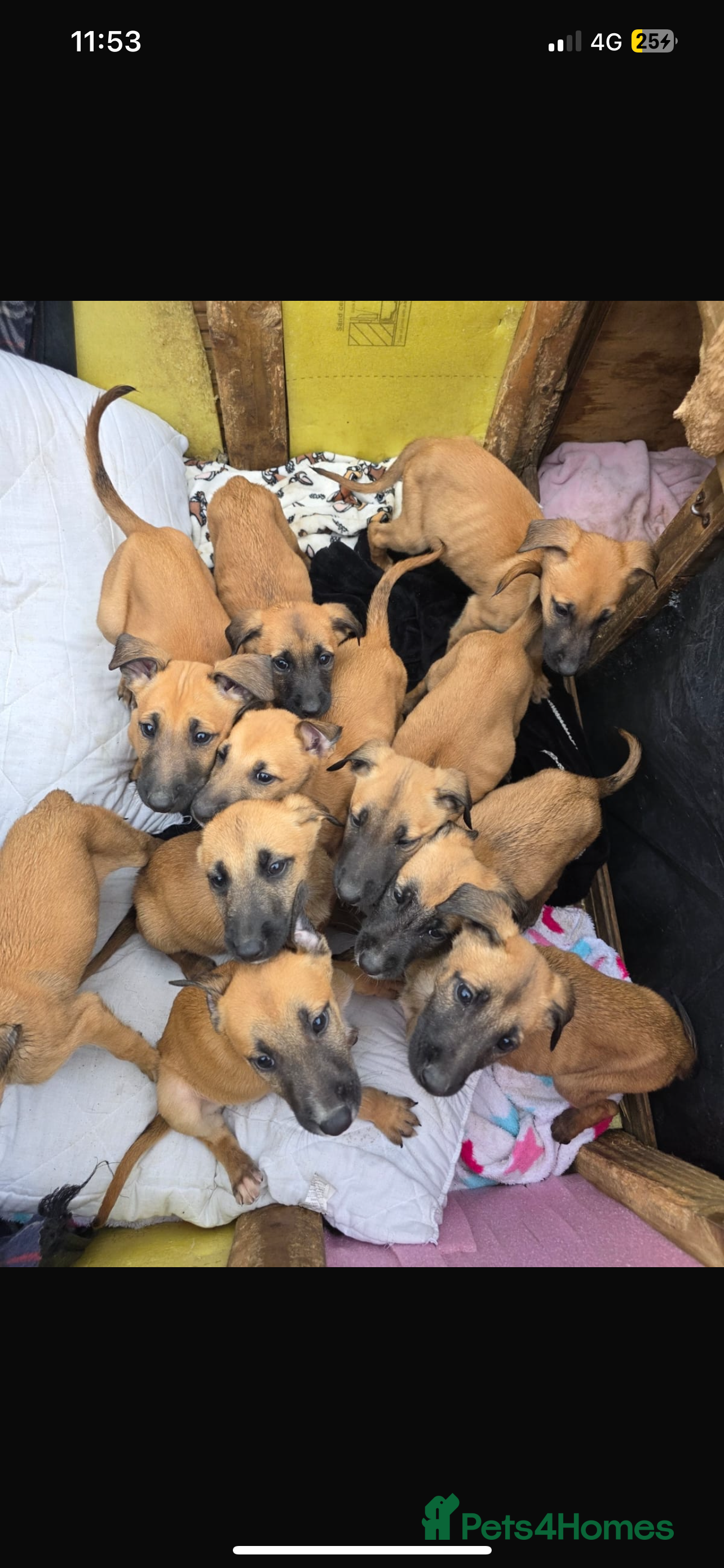 Belgian Shepherd Dog dogs Belgian malinois puppies  - Advert 12