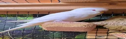 Budgerigars birds for sale: Young Budgies: Semi-tamed Lutino & Albino for sale - Advert 18