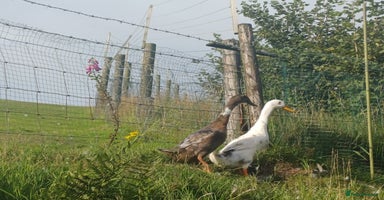 Ducks poultry - Advert 4