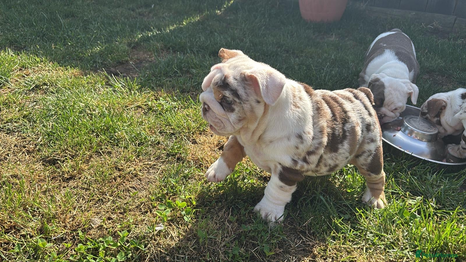English Bulldog dogs ***READY NOW*** Beautiful bulldog puppies  - Advert 3