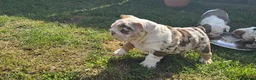 English Bulldog dogs for sale: Beautiful bulldog girl puppy  - Advert 2