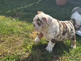 English Bulldog dogs ***READY NOW*** Beautiful bulldog puppies - Advert 3