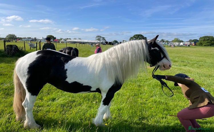 Irish Cob horses - Advert 1