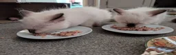 Ragdoll cats for sale: 5 ragdolls ready for their forever home - Advert 22