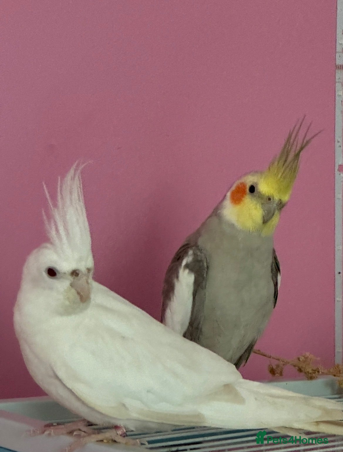 Cockatiels birds Pair of cockatiels  - Advert 2