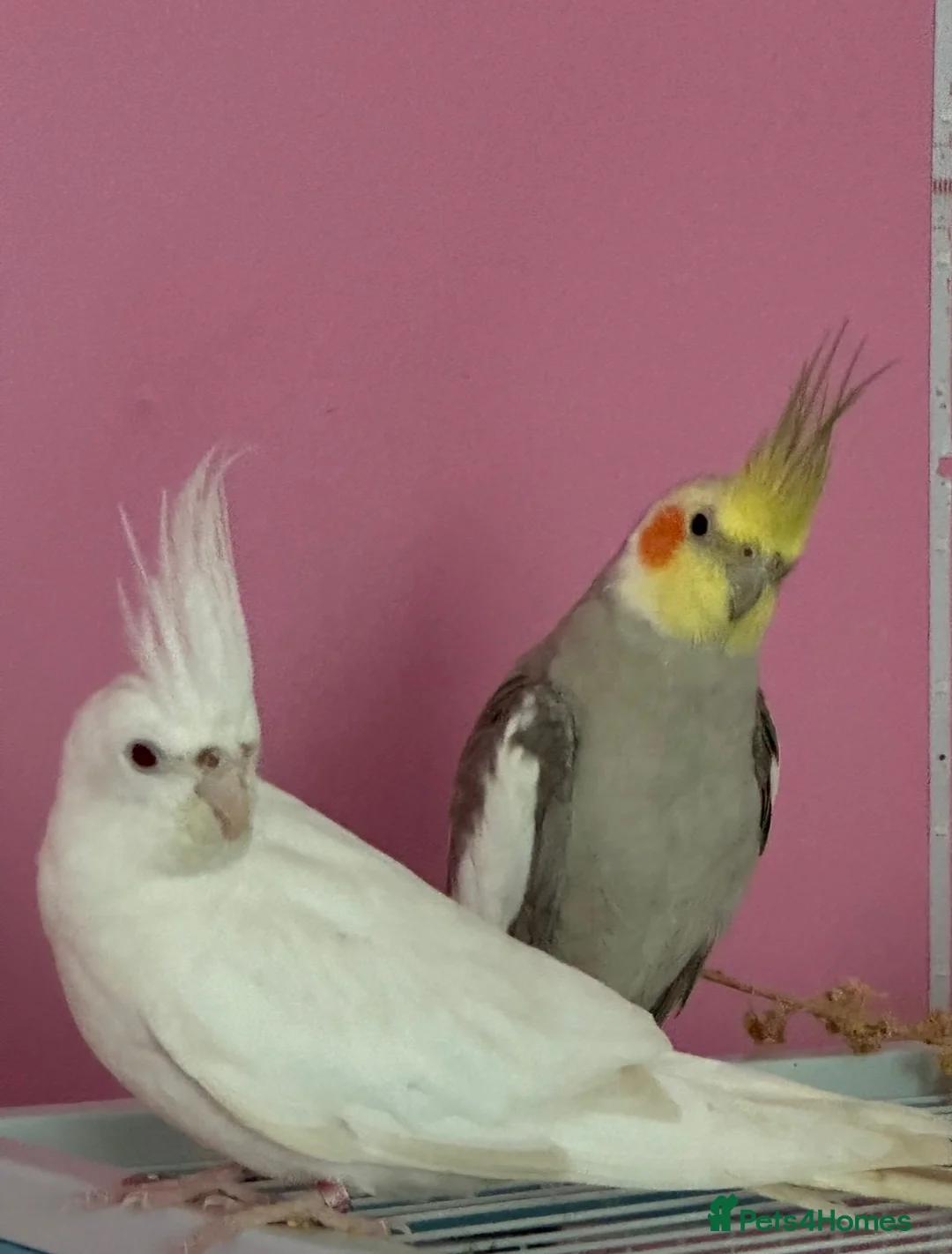 Cockatiels birds for sale: Pair of cockatiels  - Advert 2