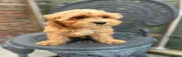 Cavapoo dogs for sale: Multigenerational Australian labradoodle cavapoo  - Advert 13