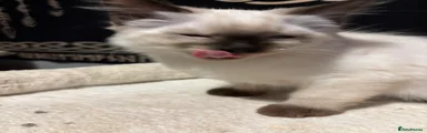 Ragdoll 2