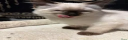 Ragdoll cats for sale: Ragdoll seal point/bluepoint - Advert 8