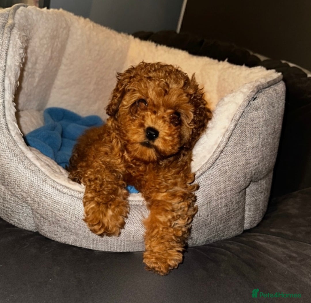 Toy Poodle dogs for sale: ❤️ Tiny Fluffy Red Toy Poodle ❤️ - Advert 1