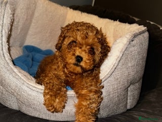 Toy Poodle dogs ❤️ Tiny Fluffy Red Toy Poodle ❤️ - Advert 1