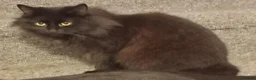 Mixed Breed cats for sale: Maine Coon X kittens in Swindon - Advert 1