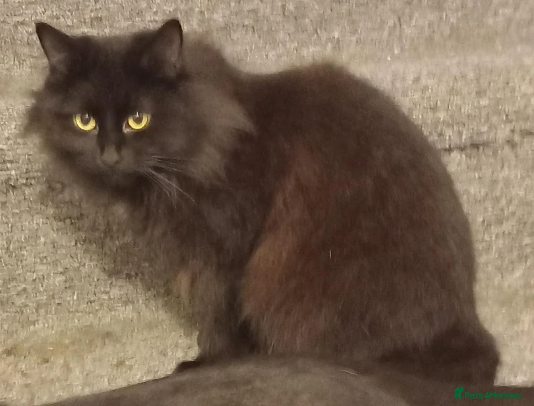 Mixed Breed cats for sale: Maine Coon X kittens in Swindon - Advert 1