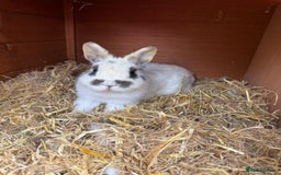 Netherland Dwarf rabbits for sale: Female rabbit for sale  - Image 3