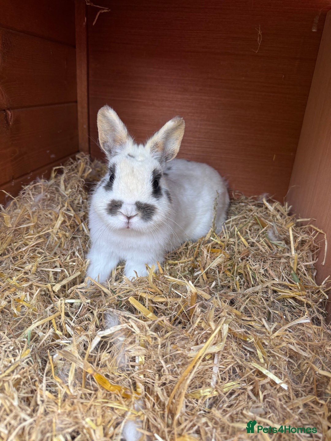 Netherland Dwarf rabbits for sale: Female rabbit for sale  - Image 3