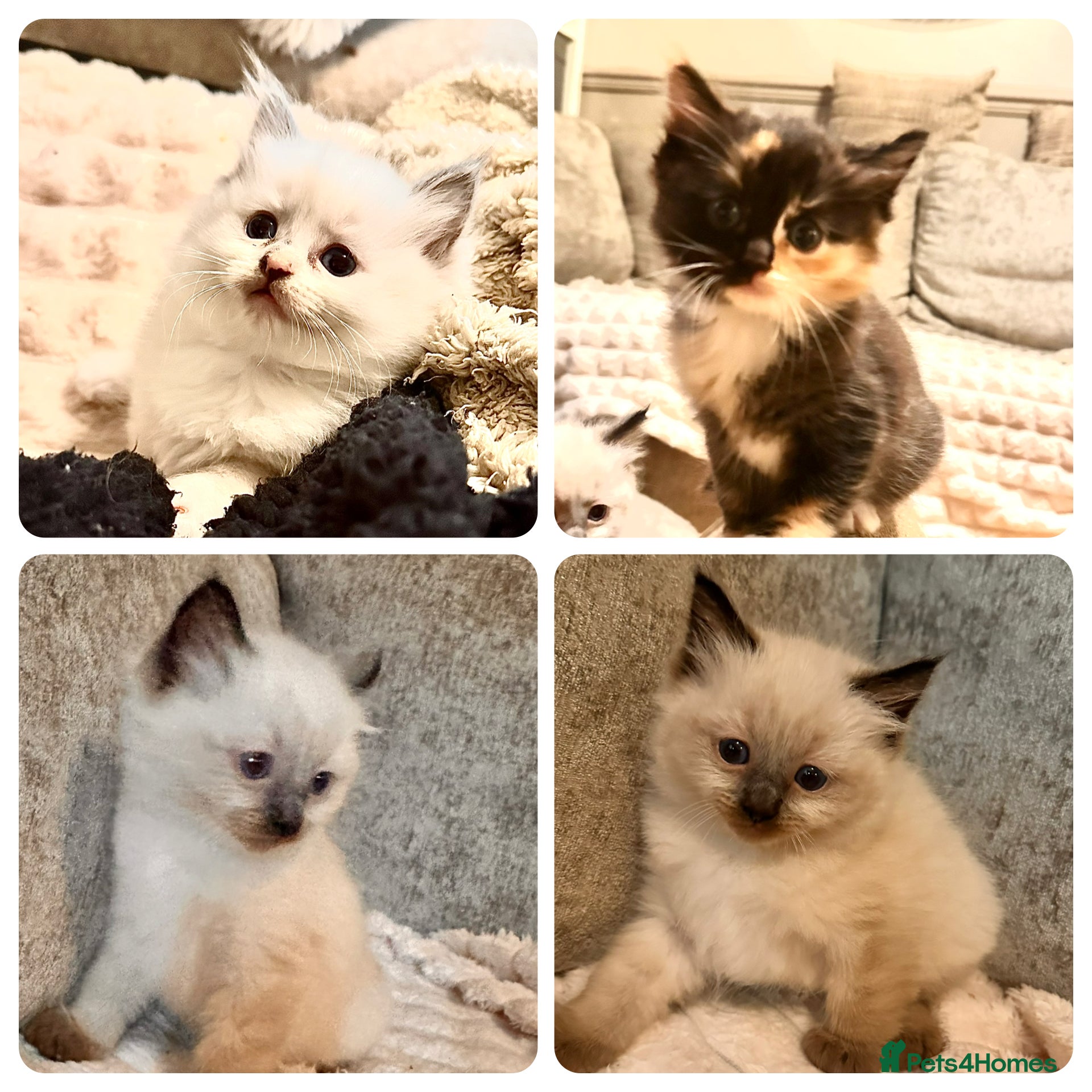 Ragdoll cats Calico Ragdoll Kittens - Advert 17