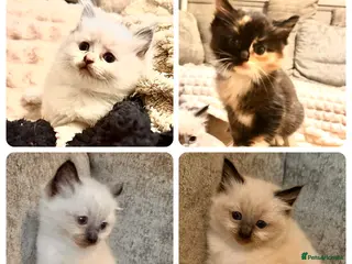 Ragdoll cats Calico Ragdoll Kittens - Advert 17