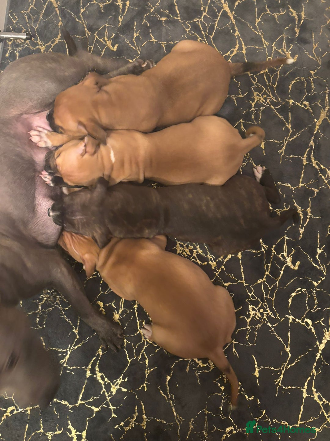 Staffordshire Bull Terrier dogs for sale: Beautiful Staffy Puppies > Ready Now - Advert 2