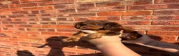 Cocker Spaniel dogs for sale: Quality working spaniels - Advert 3